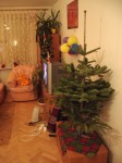 Jakubko_2005_12_25_003 * Postavili sme si stromcek * 1728 x 2304 * (2.01MB)